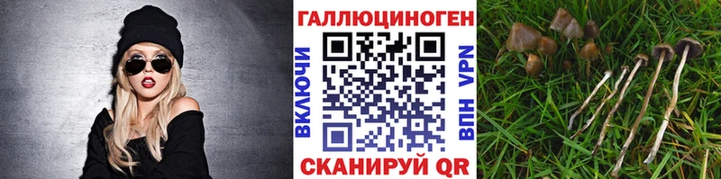 Галлюциногенные грибы Psilocybe  где купить   Костерёво 